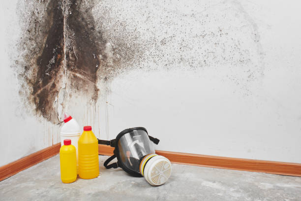 Best Emergency Mold Removal  in Alamo, TN