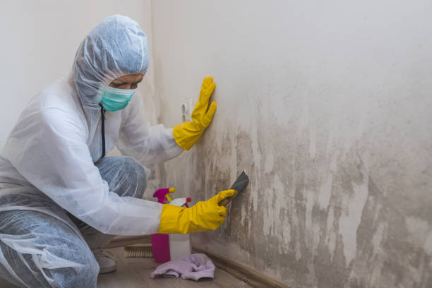 Home Mold Removal in Alamo, TN
