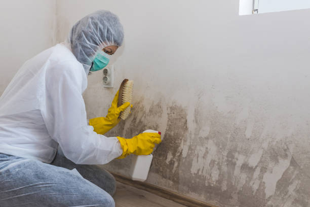 Best Toxic Mold Removal  in Alamo, TN
