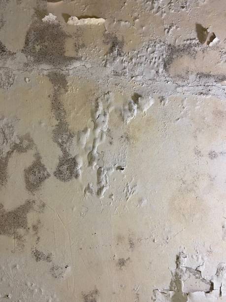 Best Home Mold Removal  in Alamo, TN